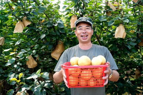 福建永定臺灣脆梨豐收上市，生態農業守護無脊椎動物多樣性